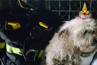 Comunanza, "Puffetta" scivola nella scarpata e finisce nel torrente